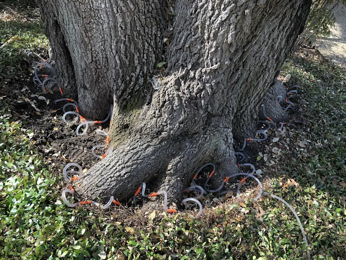 Detailed Tree Cabling and Bracing job site in Maunaloa